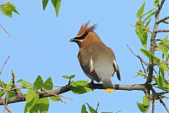 Cedar Waxwing